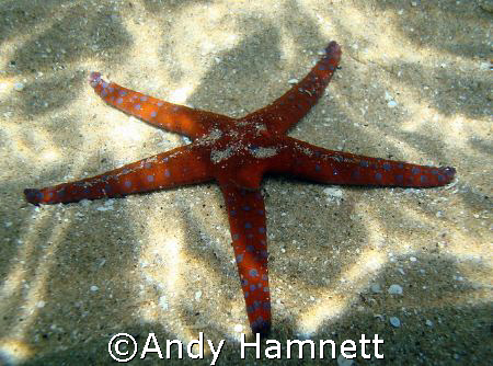 Seastar in shallow water. Sony DSC W90. by Andy Hamnett 