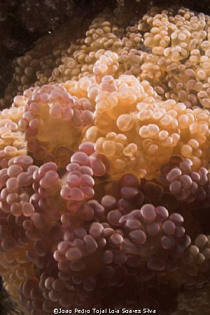 Anemone (Alicia mirabilis) up close and personal. Shot in... by Joao Pedro Tojal Loia Soares Silva 