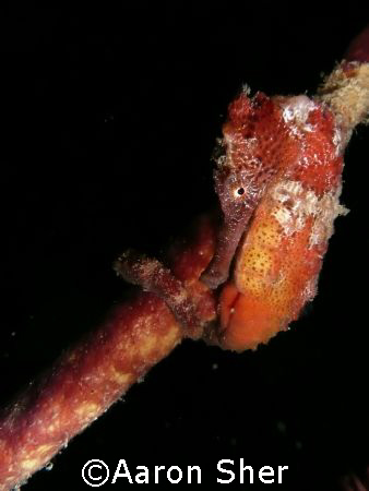 Red seahorse at Town Pier in Bonaire by Aaron Sher 