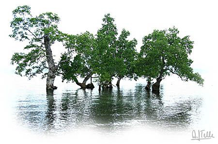 Mangroves in front of "our" beach in Pantar.
EOS5D by Arthur Telle Thiemann 