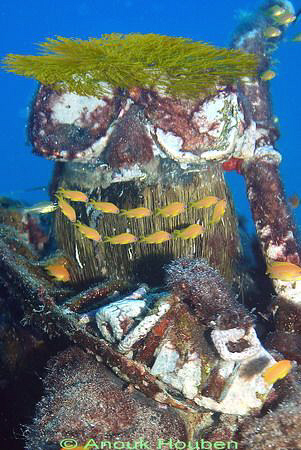 Endless bottom-time. Fantasy diver Fihalhohi, Maldives. by Anouk Houben 