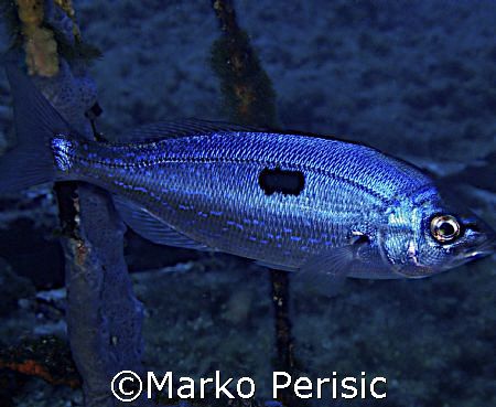 Big Picarel (Spicara maena) Calvi Corsica. by Marko Perisic 