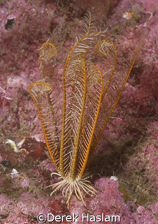 Celtic feather star. Outer Hebrides. D200, 60mm. by Derek Haslam 