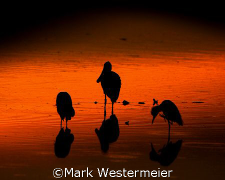 Three Amigos - Image taken in SW Florida with a Nikon D20... by Mark Westermeier 