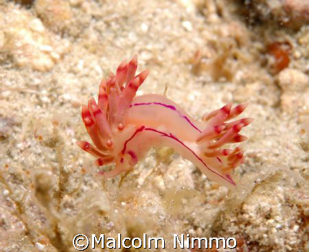 A  nice little nudi - taken off Tioman  Island   by Malcolm Nimmo 