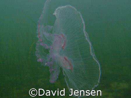 Jellyfish captured at lynetten in Denmark by David Jensen 