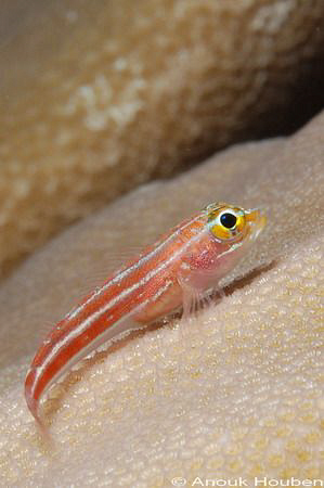 striped triplefin, Helcogramma striata. Picture taken at ... by Anouk Houben 