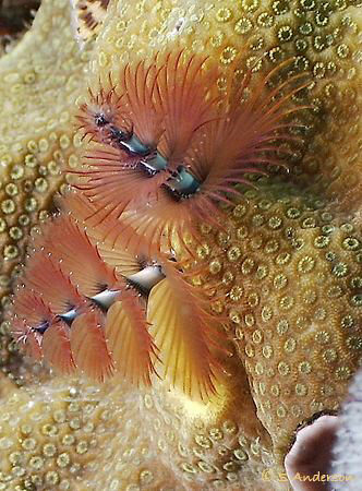 Beautiful macro photography to be found in Roatan. This i... by Steven Anderson 