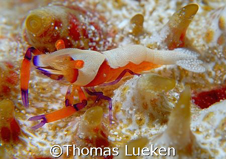 found in Mabul :-) by Thomas Lueken 