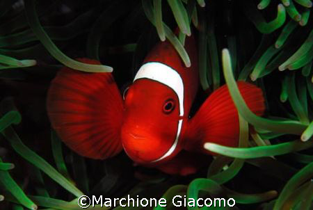 Clown red: Nikon D200 . 60 macro, two strobo. Walea August by Marchione Giacomo 