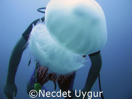 jellyman by Necdet Uygur 