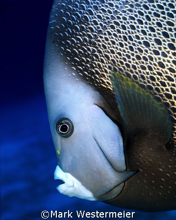 Grey Angel Portrait - Image taken in Grand Cayman with a ... by Mark Westermeier 