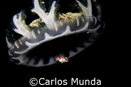 "UFO" - a porcelain crab hitches a ride on a jellyfish. P... by Carlos Munda 