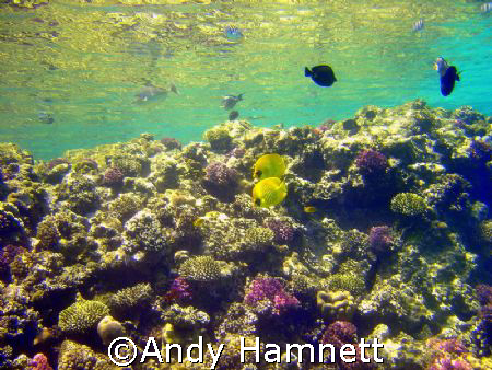Sublime beauty! Panorama Reef in Safaga, Egypt. Sony DSC ... by Andy Hamnett 