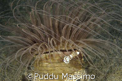 manado Lembeh Strait,nikon d2x 10,5 mm by Puddu Massimo 