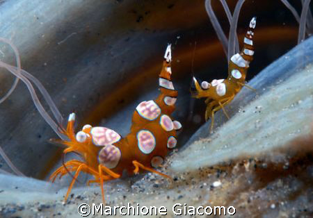 The family: Nikon D200 , 60 macro, two strobo
Lembeh str... by Marchione Giacomo 