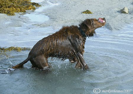 All shook up!
Sorcha on Omey Strand, Connemara. by Mark Thomas 