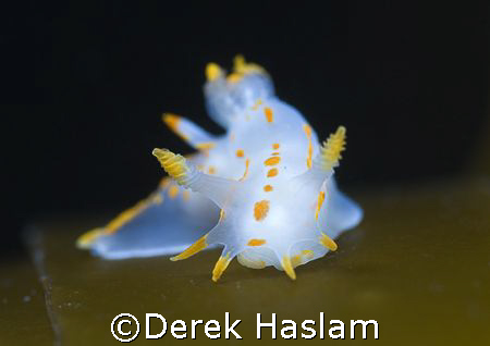 Polycera quadrilneata. Scotland. D200, 60mm. by Derek Haslam 
