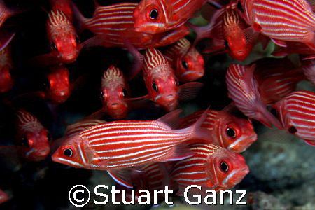 Hanging out 

 by Stuart Ganz 