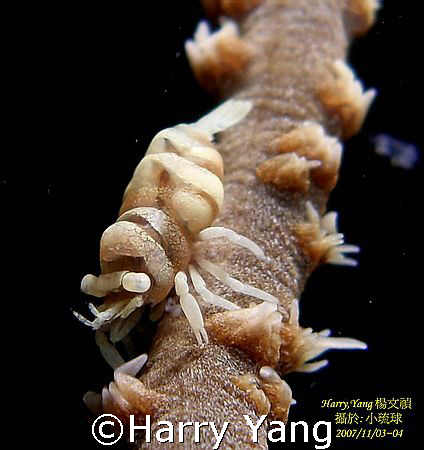 2007/11/03 in Taiwan 小琉球 by Harry Yang 