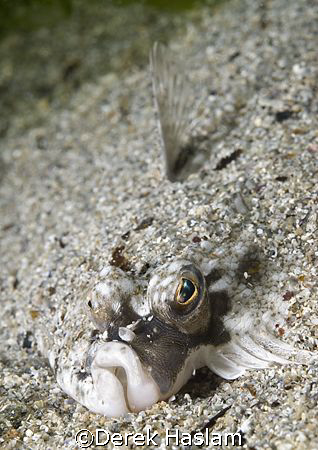 Plaice. Connemara. D200, 60mm. by Derek Haslam 