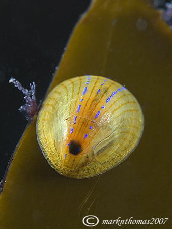 Blue-rayed Limpet.
Farne Islands, Oct 07.
60mm. by Mark Thomas 
