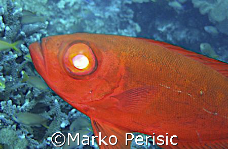 Maybe someone out there might help me identify this one i... by Marko Perisic 