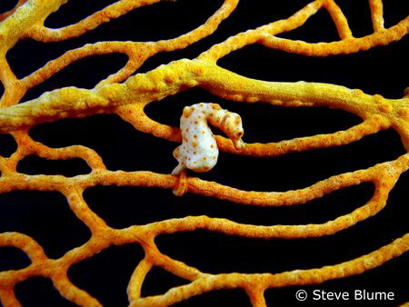 My first Pygmy, At just 8mm tall I was extremely surprise... by Steve Blume 