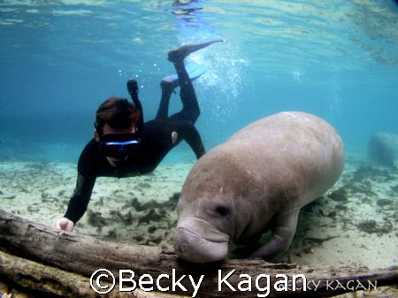 Skin diver glides down to check out a resting manatee in ... by Becky Kagan 