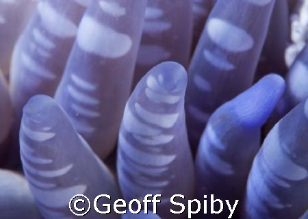 close up of the tentacles of a sand anemone
False Bay, C... by Geoff Spiby 
