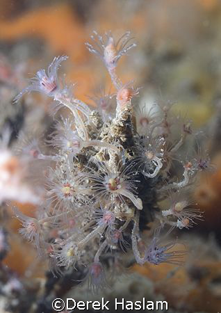 Oaten pipe hydroid. Menai strait's. North Wales. D200, 60mm. by Derek Haslam 