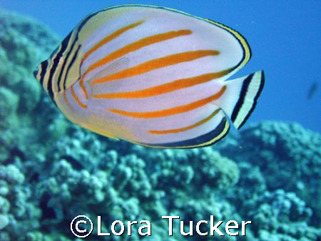 Very colorful! by Lora Tucker 