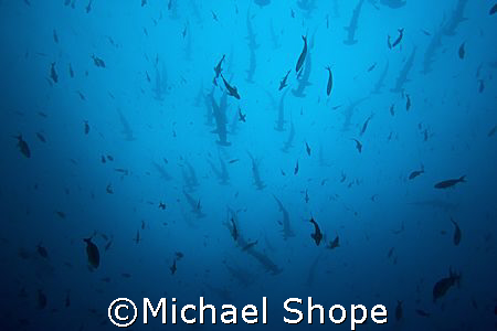 Hammer Heads every place you look. The schooling Hammer H... by Michael Shope 