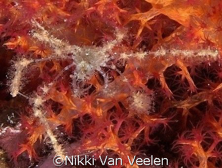 Spiny spider crab on soft coral taken on a night dive at ... by Nikki Van Veelen 