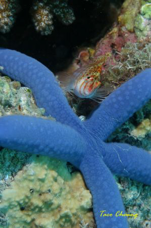Hawkfish & Seastar at Bohol by Taco Cheung 