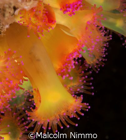 Oh no  - not another  jewel anenome.. afriad so ..Isles o... by Malcolm Nimmo 