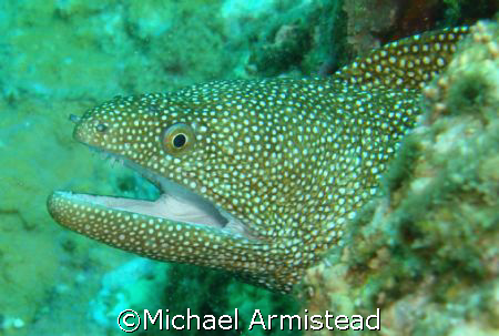 Ran into this monster (approximately 6' long) off the Not... by Michael Armistead 