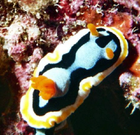 Just another nudi.  Nikonos V 1:1 extension tubes by Marylin Batt 