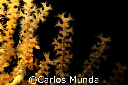 Peek-a-boo pygmy - photo taken in Samal Island with Canon... by Carlos Munda 