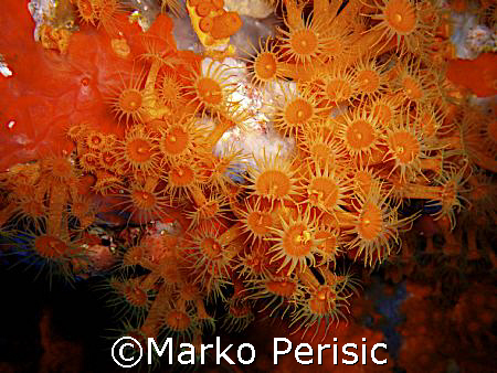 Yellow Encrusting Anemone (Parazoanthus axinellae) Calvi ... by Marko Perisic 