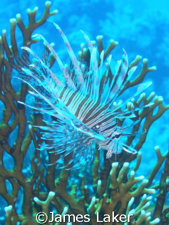 Lionfish by James Laker 