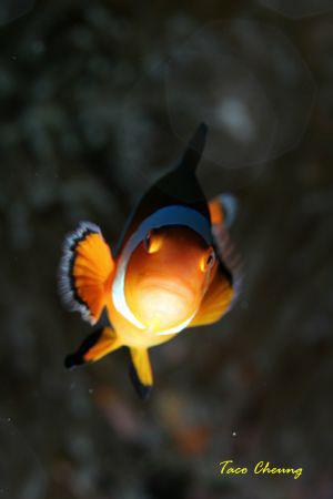 Anemonefish at Bohol by Taco Cheung 