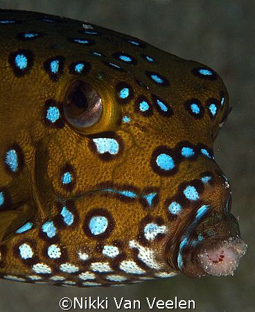 Female yellow boxfish taken at Sharksbay with E300 and 10... by Nikki Van Veelen 