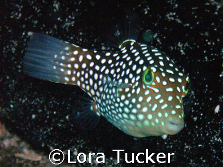 Puffer by Lora Tucker 