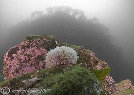 Urchin.
Farne Islands.
10.5mm. by Mark Thomas 