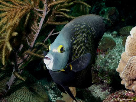 This photo of a French Angel was taken in Roatan. This pa... by Steven Anderson 
