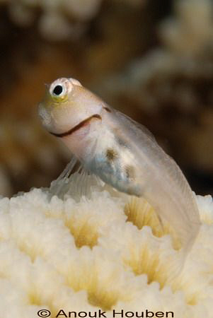 Collar blenny, Ecsenius minutus. Picture taken in Maldives. by Anouk Houben 