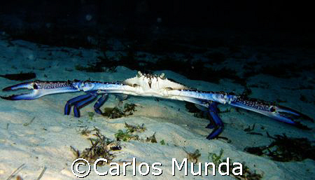 It was this big... by Carlos Munda 