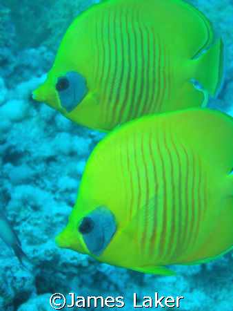 Masked Butterfly Fish by James Laker 