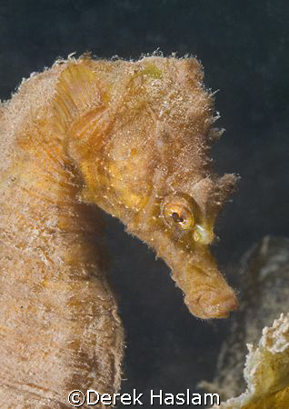 Short snouted seahorse. Babbacombe. Devon. D200, 60mm. by Derek Haslam 